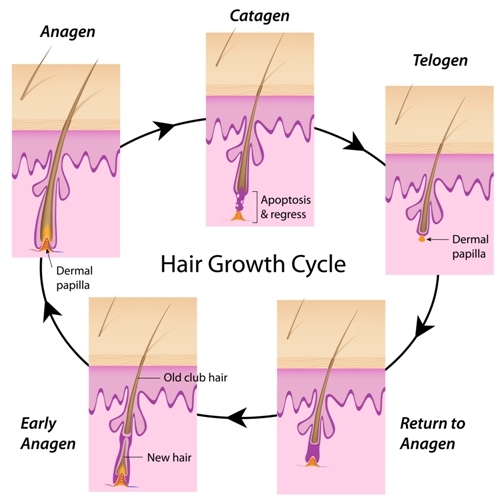 Hair Loss Phases Anagen Catagen Telogen