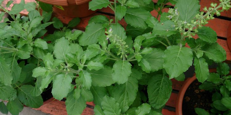 Photo of a holy basil plant