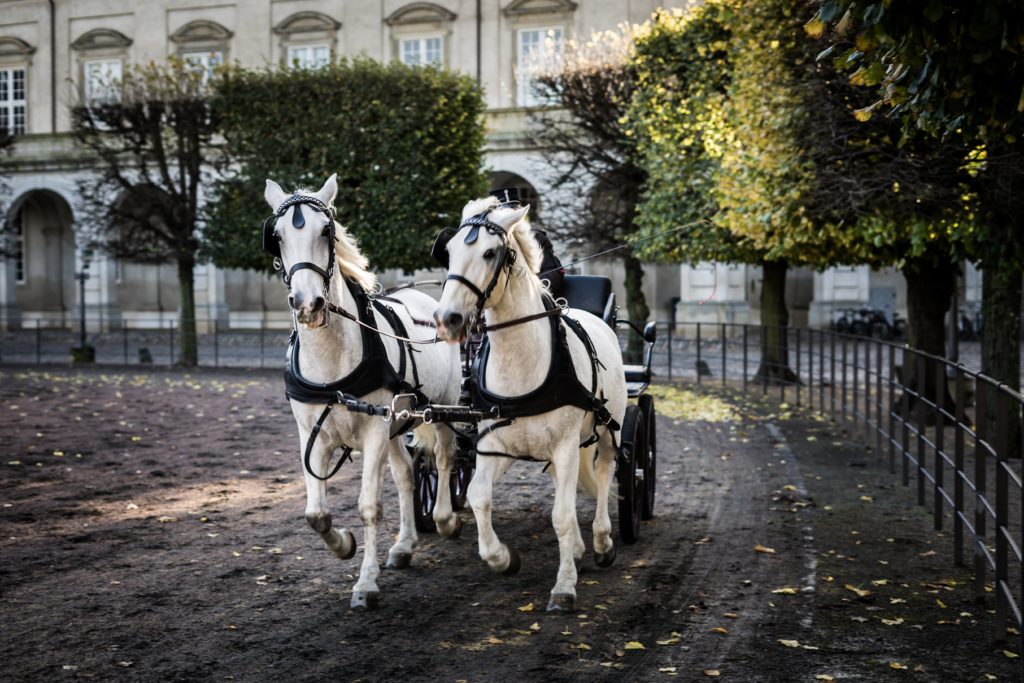 horsedrawn carriage