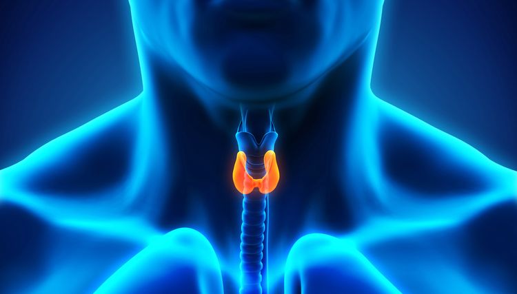 Human Thyroid Gland