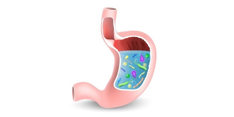 Illustration of a GI tract with gut flora