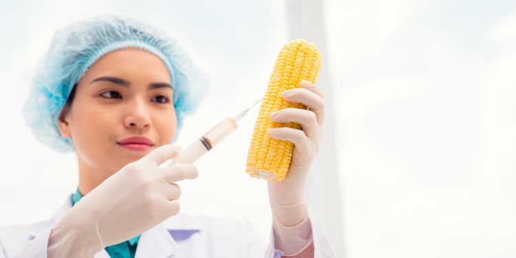 Photo of a scientist injecting corn 