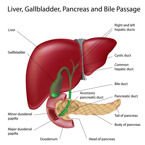 Insufficient Digestive Enzymes