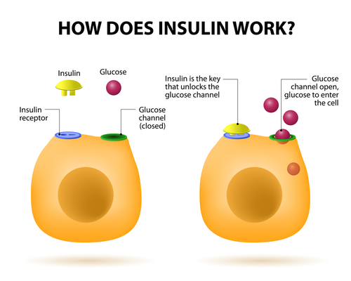 Illustration of how Insulin works in organism