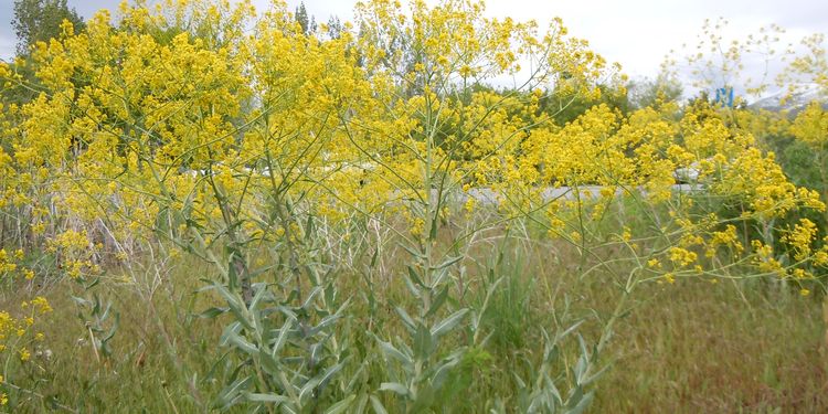 Photo of Isatis Tinctoria