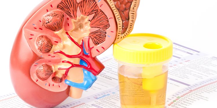 Image of cross section of a kidney next to a urine jar