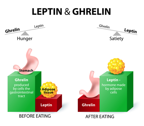 Illustration of Leptin and Ghrelin hormones