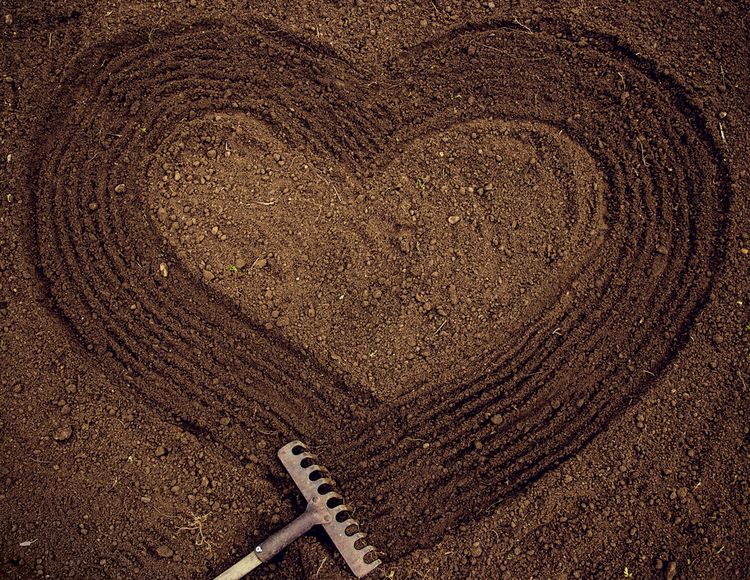 Photo of a heart shaped form in soil 