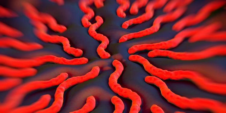 Illustrastion of a Borrelia Burgdorferi Spirochete