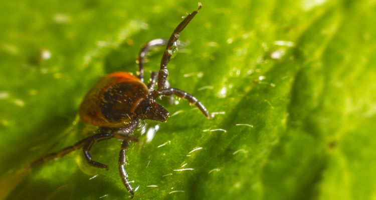 Photo of a tick on a leaf - lyme disease vector