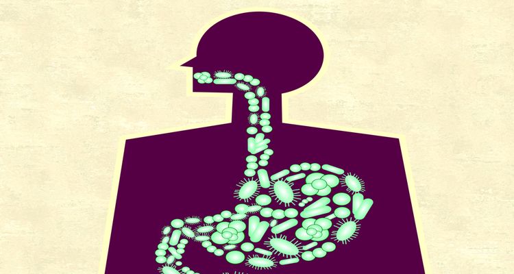 Illustration of Human microbiota in gastro-intestinal tract