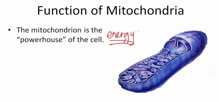 Image Of Mitochondria