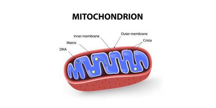 Illustration of mitochondrion organelle