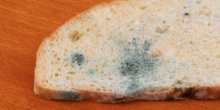 Photo of a moldy bread that can contain harmful yeasts