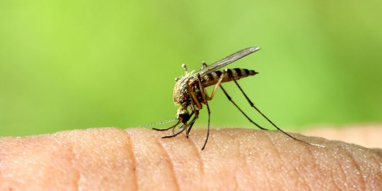 Photo of a mosquito on skin