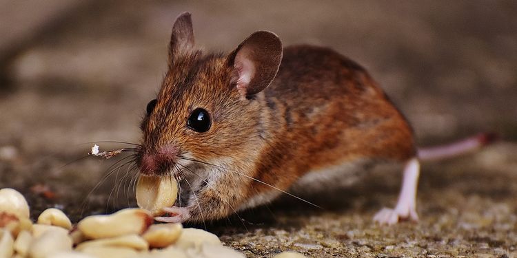 Photo of small mouse chewing foods