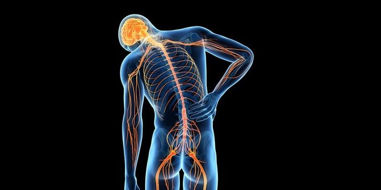 Illustration of human nervous system 