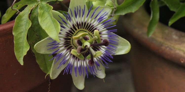 Photo of Passion Flower