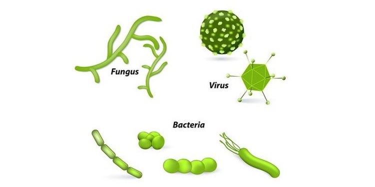 Illustration of various microorganisms