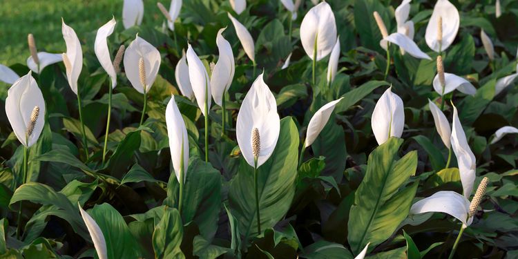 Photo of peace lilies in a field