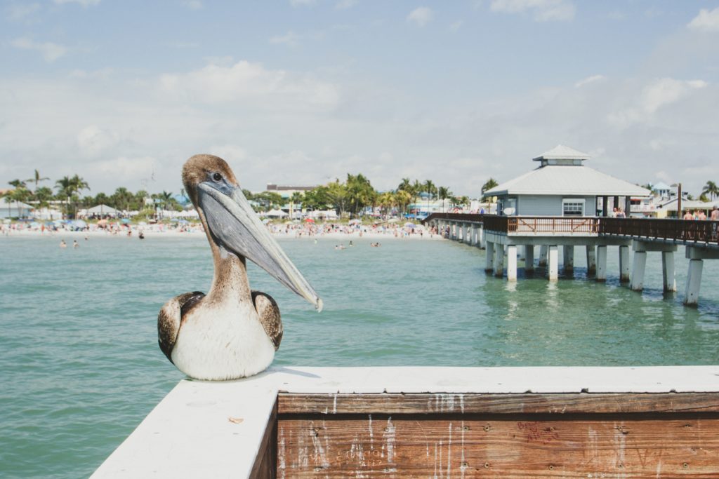 pelican at beach