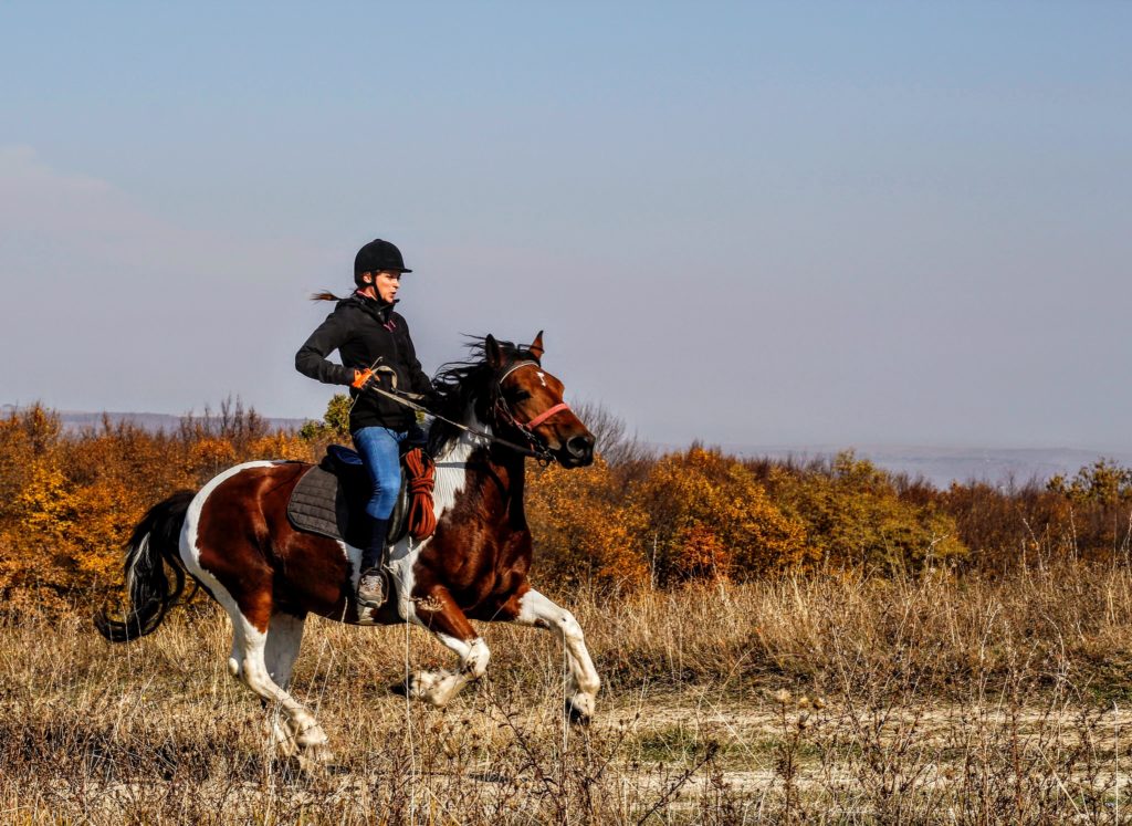 person riding horse