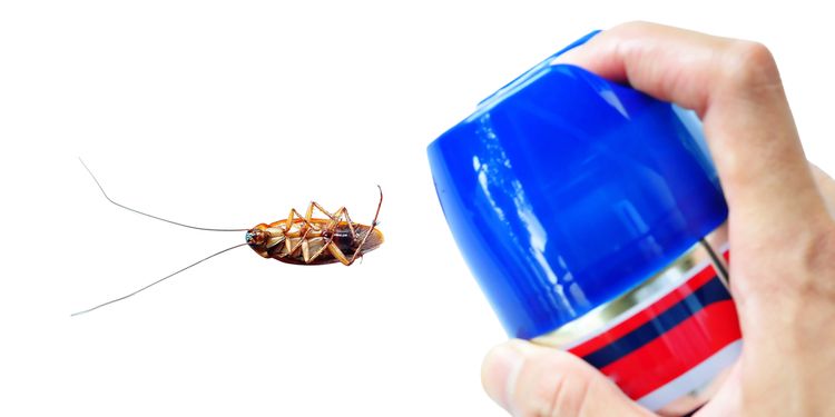 Photo of a person using pest control Spray on a cockroach