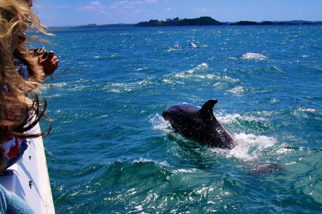 taking pictures of dolphins