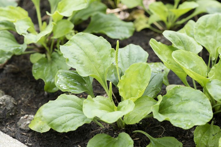 Photo of a Plantain that has antifungal properties