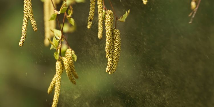 Photo of herbal pollen in air