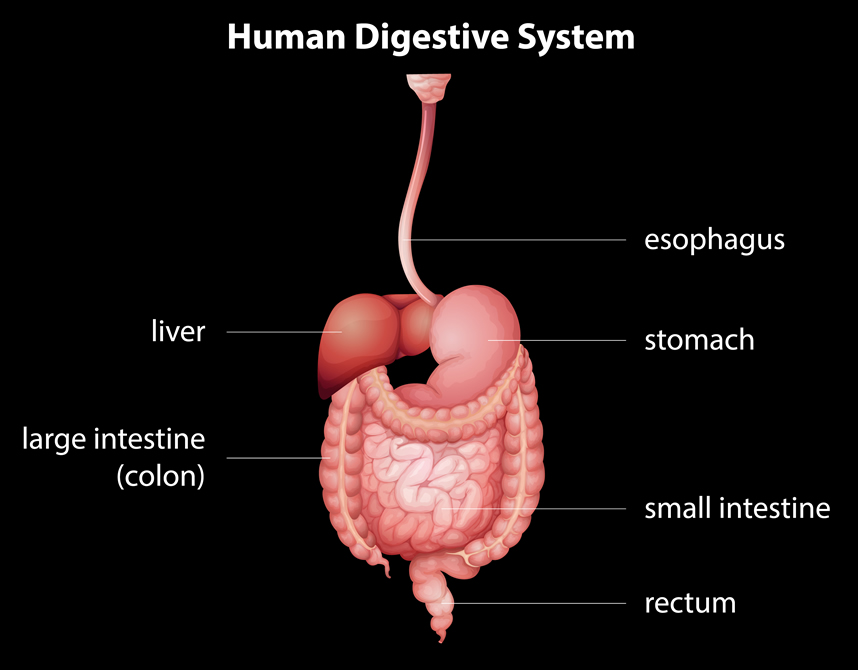 Illustration of human digestive syste,