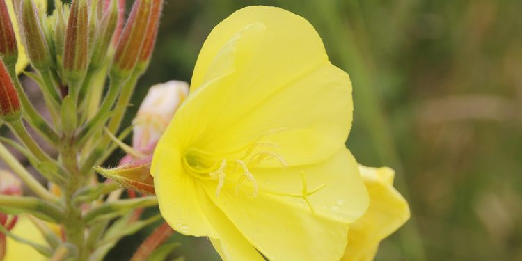 Photo of a primrose flower