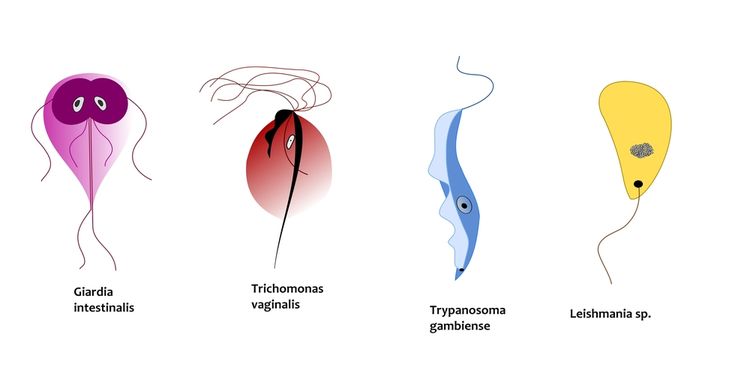 Illustration of parasitic microorganisms