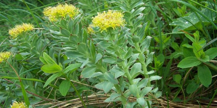 Photo of Rhodiola rosea