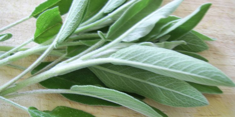 Photo of sage leaves