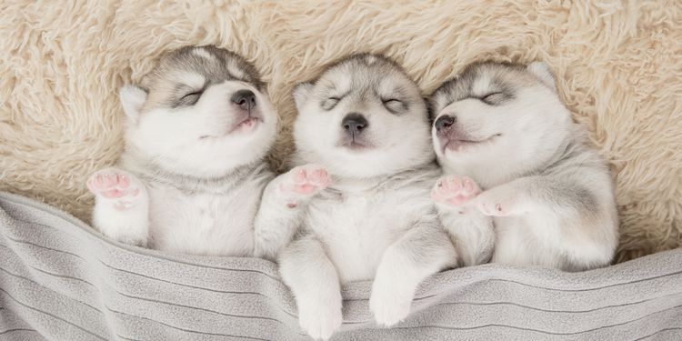 Photo of sleeping puppies