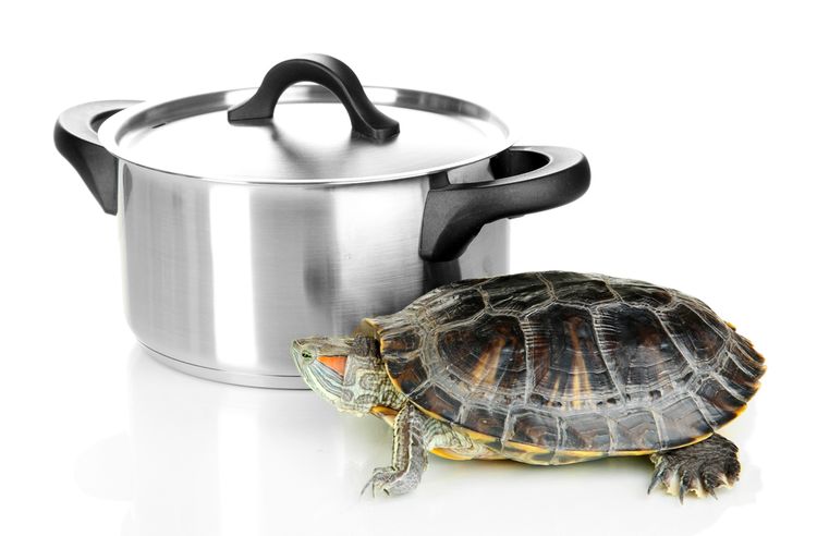 Photo of a turtle next to a cooking pot