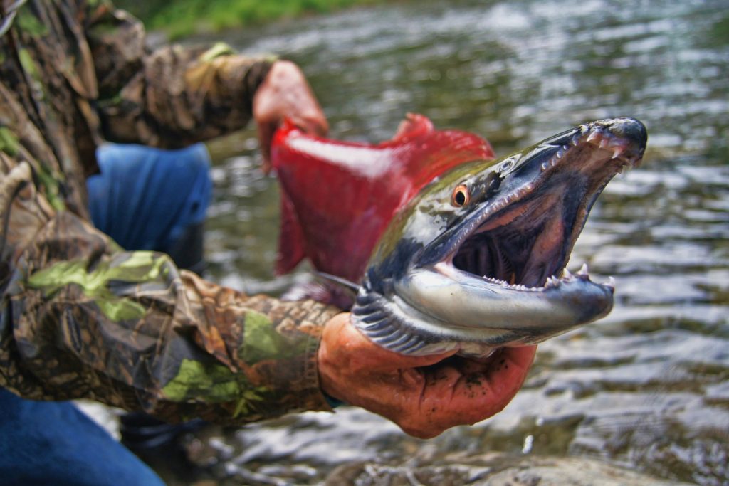 person holding trout