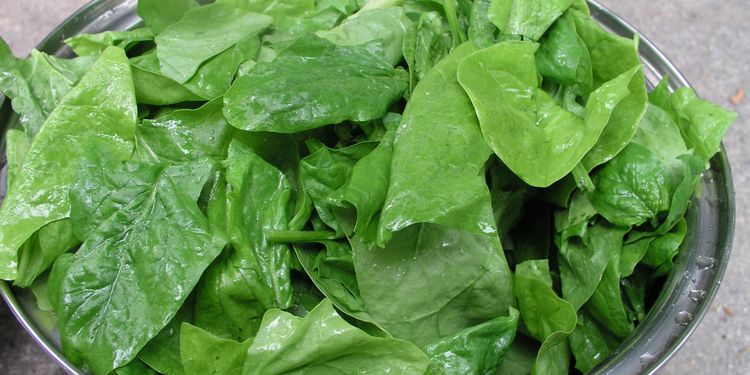 Photo of spinach leaves in a bowl