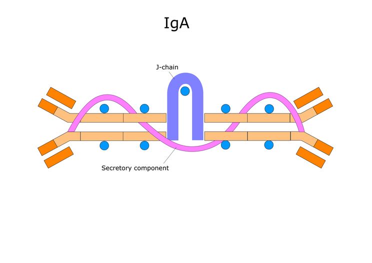 Structure of The Immunoglobulin A