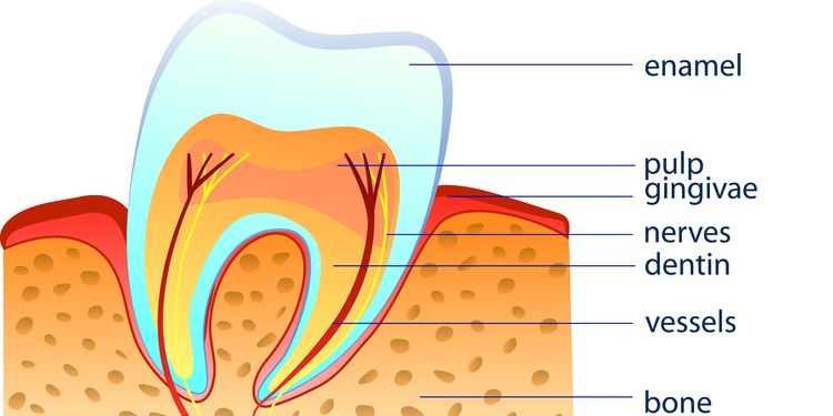 Illustration of a healthy tooth structure