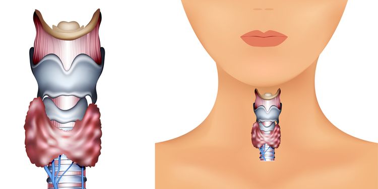 Illustration of thyroid gland