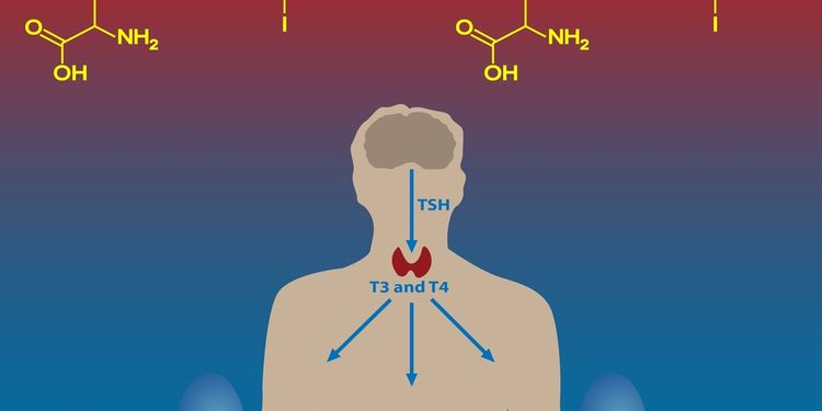 Illustration of Thyroid hormones in body