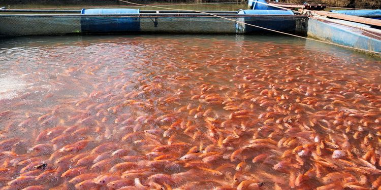 Photo of tilapia fish farming in Thailand