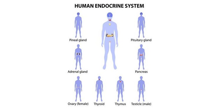 Illustration of position of human endocrine glands