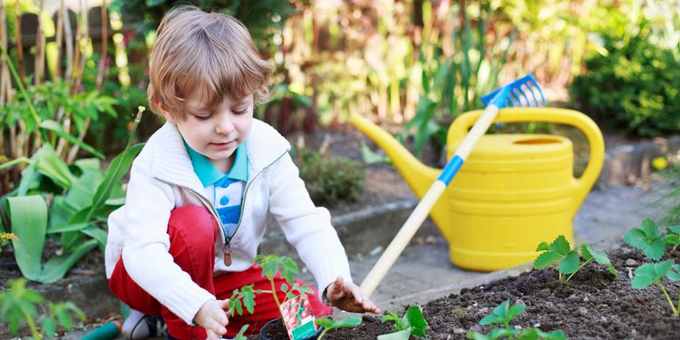 Photo of small boy planting a tomato plant