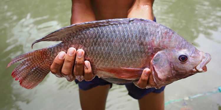 Photo of big wild-caught tilapia in hands