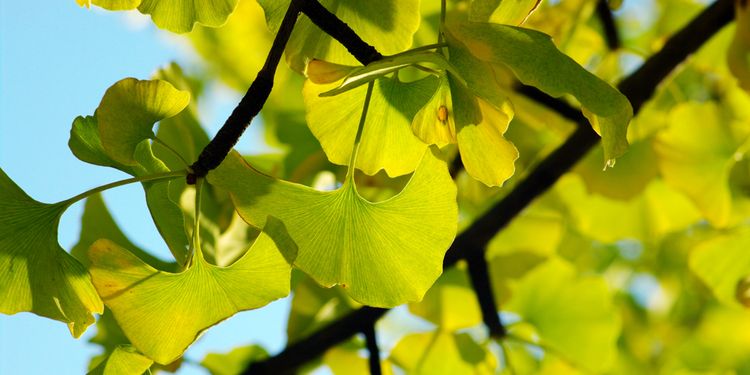 Photo of Gingko Biloba Leaves that Improve Cognition and Motivation