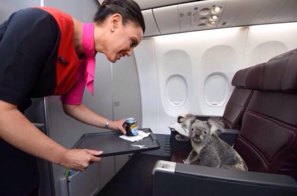 drinking soda on airplane