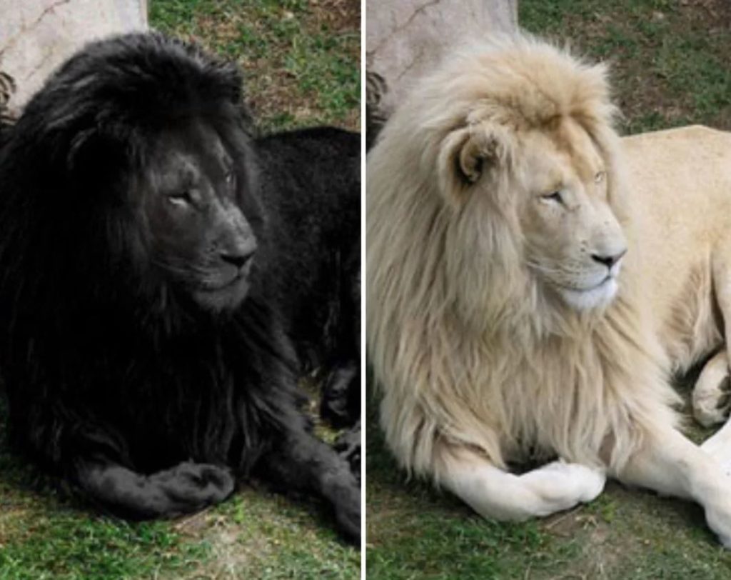 black and white lion